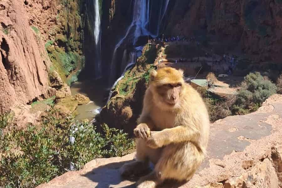 Von Marrakesch aus: Tagestour zu den Ouzoud-Wasserfällen mit Bootstour. Foto: GetYourGuide