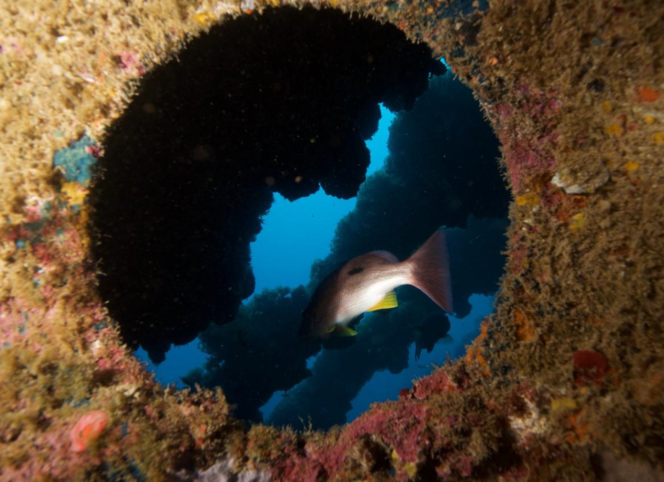 Townsville eller Magnetic Island: Dagstur til Yongala Wreck Dive