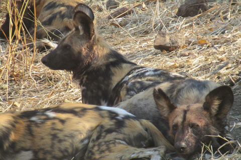 2-Day Falls Tour & Hwange National Park Adventure French 2-Day Falls Tour & Hwange National Park Adventure