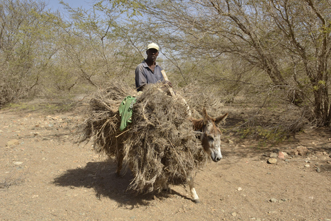 Boavista: Tradycyjna i lokalna wycieczka