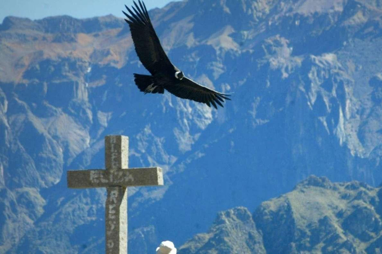 Arequipa: Ausflug Colca Canyon + Thermalbäder von Chacapi