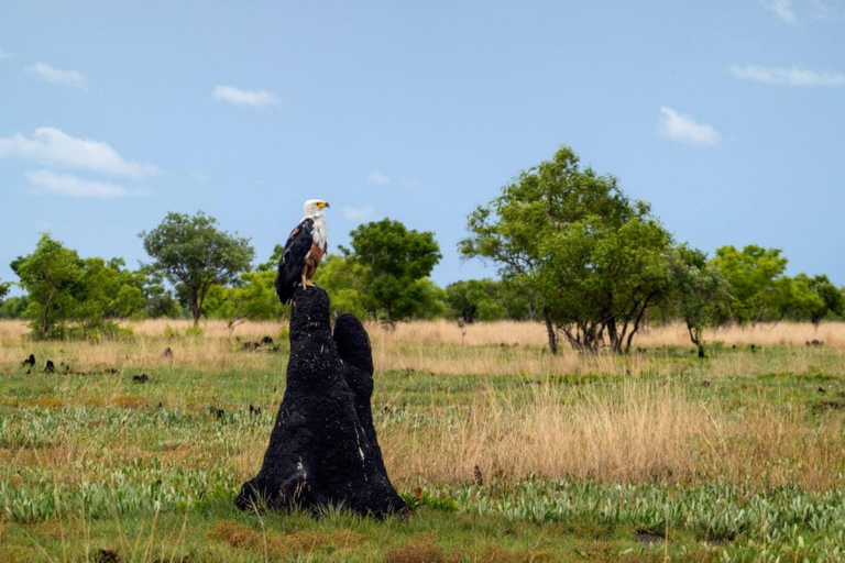 Excursión de un día a Chobe