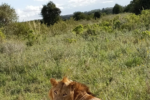 Parque Nacional de Nairobi: medio día en safari para ver leones y rinocerontesParque Nacional de Nairobi: tour privado de medio día