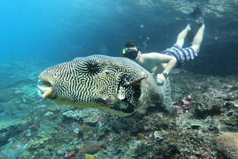 Vanuit Lembongan: Snorkelen bij Manta Bay, Gamat en Crystal