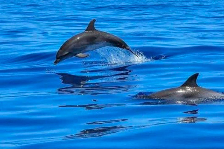 Side: Dolphin Island Boat Trip with Meal & Unlimited Drinks