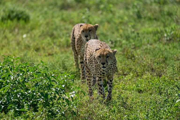 From Kilimanjaro Airport: 3-Day Tanzania Budget Safari