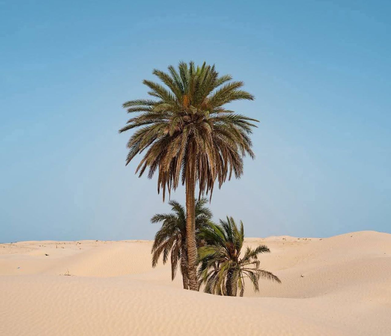 Ab Djerba: Douz, Star-Wars-Drehorte in Matmata und traditioneller Markt
