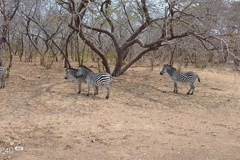 Safari z nosorożcem