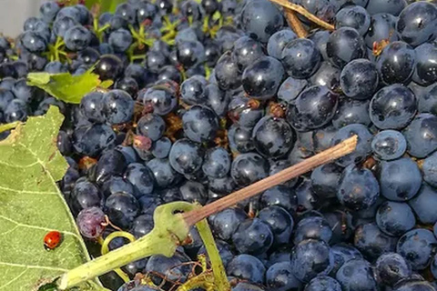 From Plovdiv: Wine Workshop with Blending and Tasting