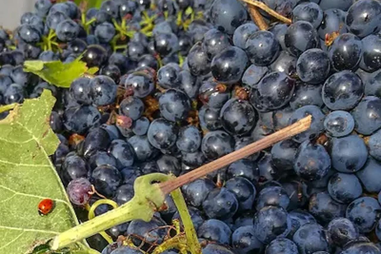 From Plovdiv: Wine Workshop with Blending and Tasting