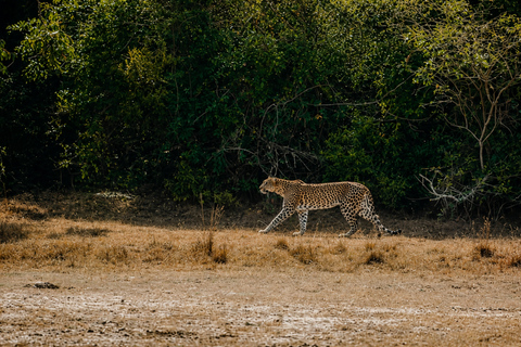 From Bentota: All Inclusive Yala National Park Jeep Safari Mirissa/Weligama/Matara/Tangalle: Yala Leopard Safari