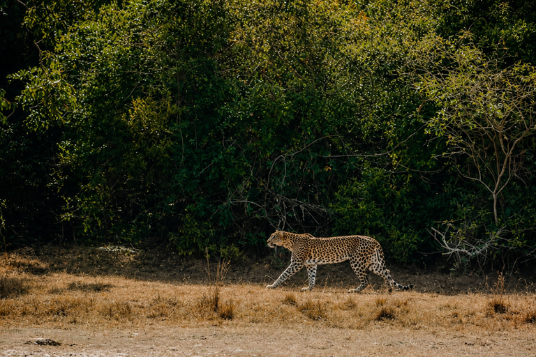 From Bentota: All Inclusive Yala National Park Jeep Safari Mirissa/Weligama/Matara/Tangalle: Yala Leopard Safari