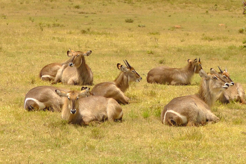 Schotia Safari – Big 5 Experience with High Lion Sightings