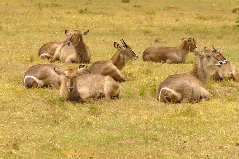 Schotia Safari – Big 5 Experience with High Lion Sightings