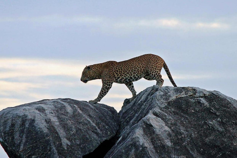 Från Ella: Safari i Yala nationalpark och avresa till Ella