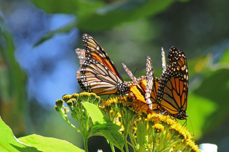 Sierra Chincua and Tlalpujahua: Monarch Butterflies and a Magical Town