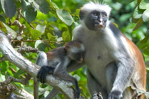 Zanzibar : visite de la forêt de Jozani et de la ferme d'épices avec transfertZanzibar : visite de la forêt de Jozani et d'une plantation d'épices avec transfert
