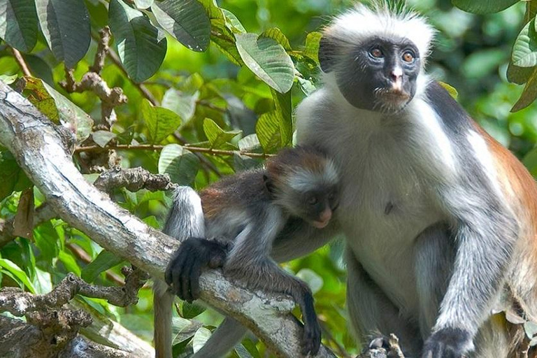 Zanzibar : visite de la forêt de Jozani et de la ferme d'épices avec transfertZanzibar : visite de la forêt de Jozani et d'une plantation d'épices avec transfert