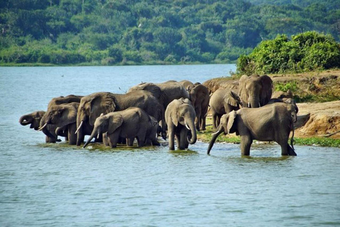 From Entebbe: 8-Day Luxury Safari with Gorilla Trekking