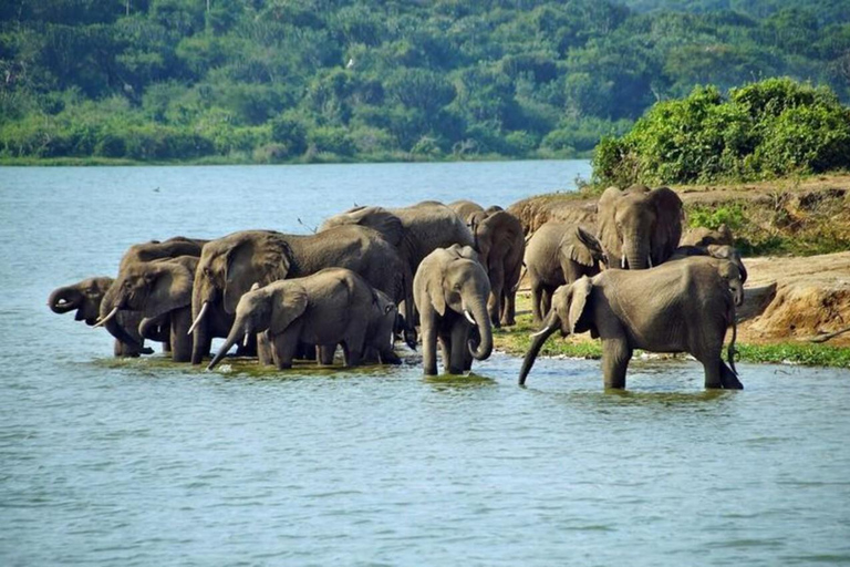 From Entebbe: 8-Day Luxury Safari with Gorilla Trekking