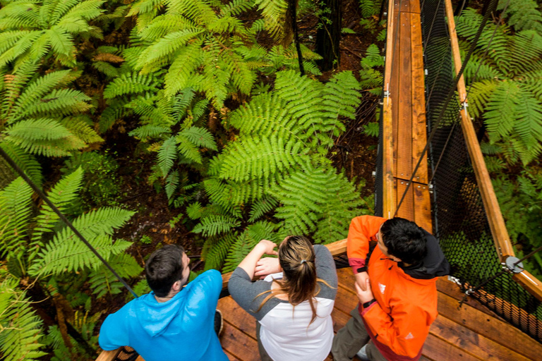 From Auckland: Rotorua Highlights Group Tour Rotorua Tour and Redwoods Treetop Walk