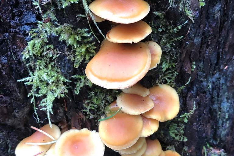 Seattle: Snoqualmie Falls and Twin Falls Guided Tour