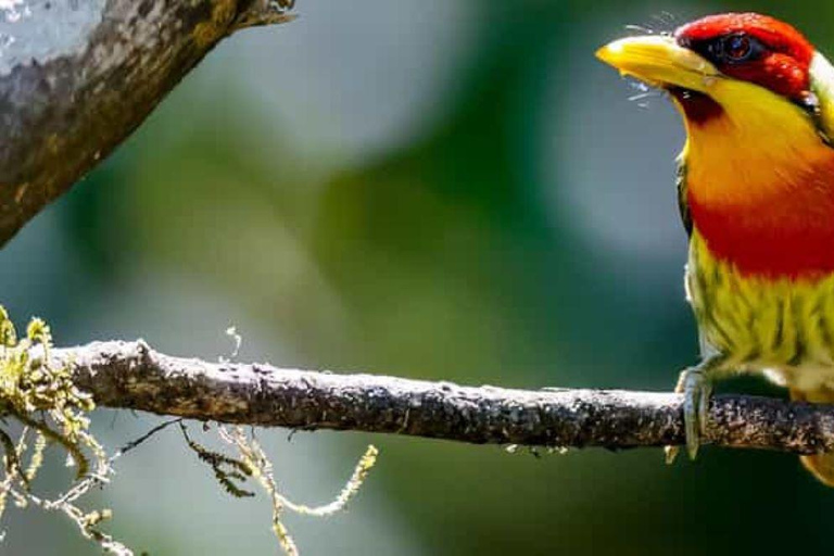 Vanuit Cusco | Manu Jungle Excursie 7D/6N | Wonderen van Manu