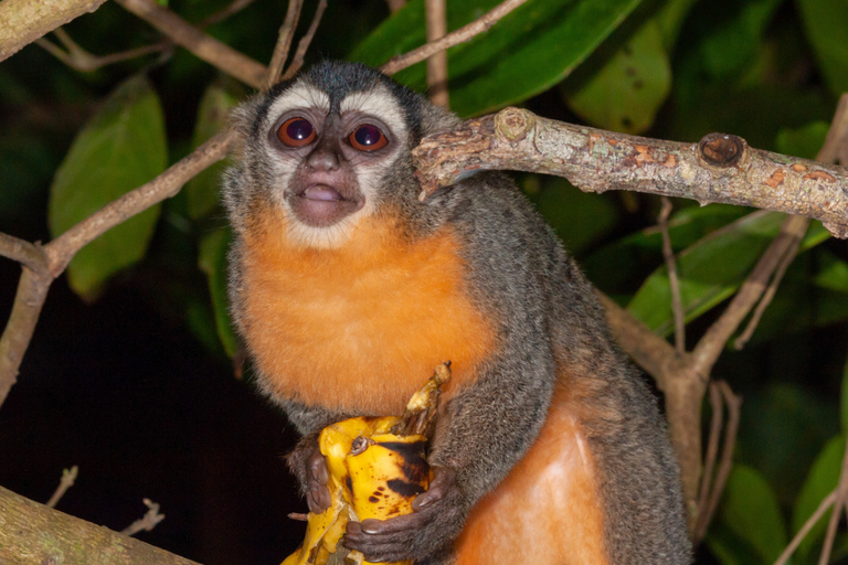 From Cusco: 3-Day Manu Amazon Jungle Expedition & Photos