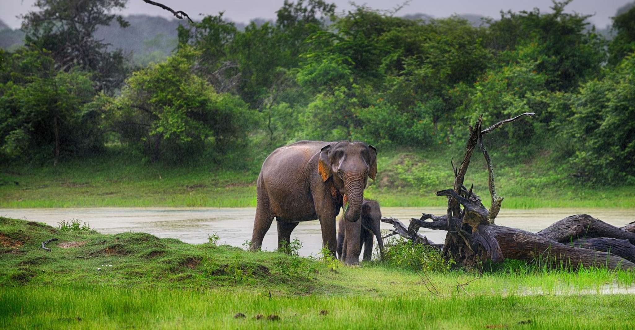 Tangalle/Hiriketiya, Yala National Park Safari - Housity