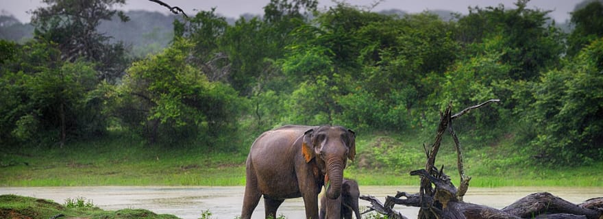 SAFARI À UDAWALAWA depuis le PORT DE HAMBANTOTA (excursion à terre)