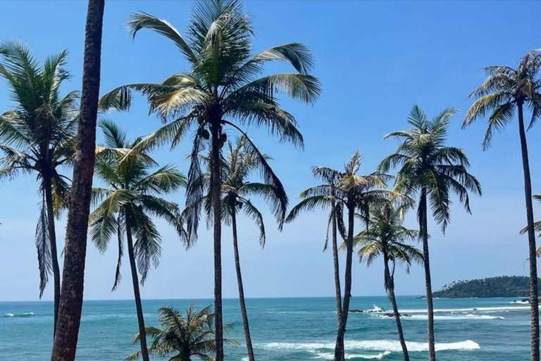 Mirissa Whale Watching, Turtle Snorkeling &Coconut Hill Tour Private Tour from Colombo, Negombo or Mount Lavinia