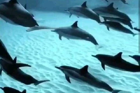 Zanzibar: Mnemba Island & Natural Lagoon Tour Mnemba Island Dolphin Tour & Sea Tortoise Aquarium Tour