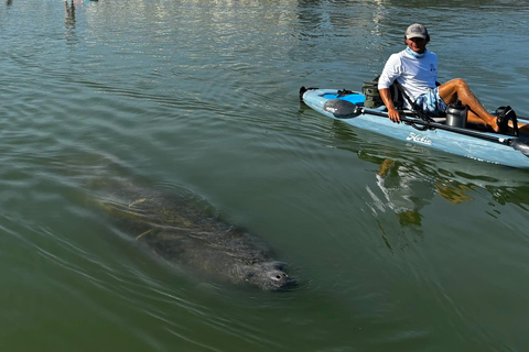 Bonita Springs: Kayak Tour with Manatees, Dolphins Sightings