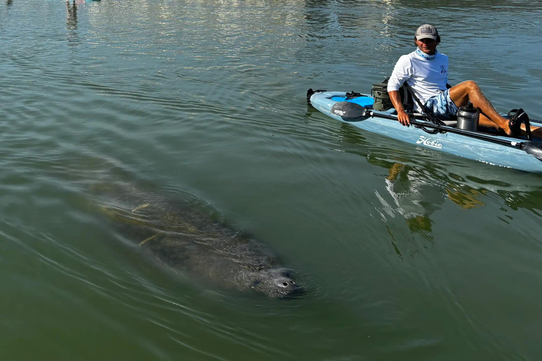 Bonita Springs: Kayak Tour with Manatees, Dolphins Sightings