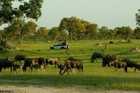 Victoria Falls: Chobe National Park Day Trip with Lunch