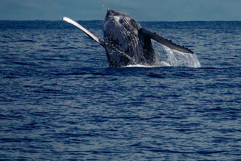 Panama City: Experience the best whale watching in Las Perlas Panama City: Experience the Best Whale Watching in Las Perlas