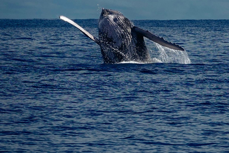 Panama City: Experience the best whale watching in Las Perlas Panama City: Experience the Best Whale Watching in Las Perlas