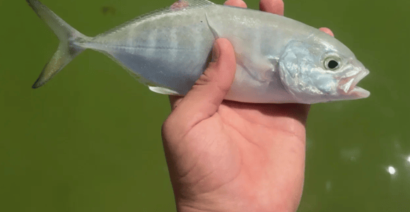 Miches: Local Fishing Tour with Hotel Pickup