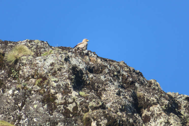 Addis Ababa: 8-Day Bale Mountains Birdwatching Tour