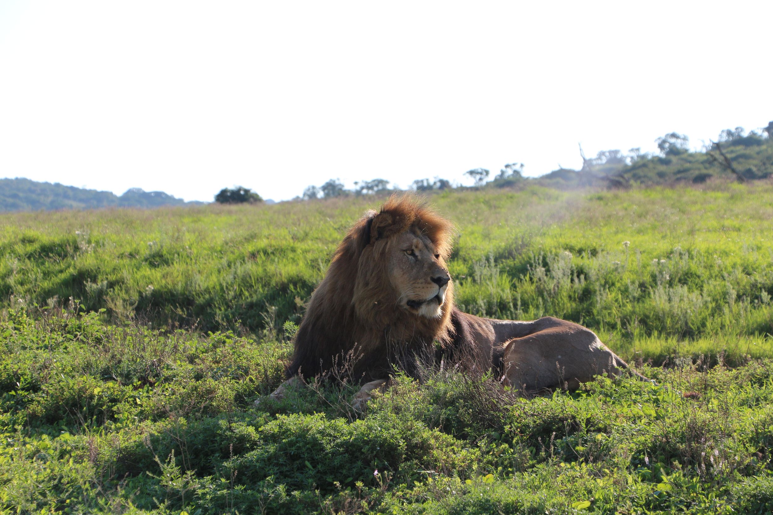 Port Elizabeth: Schotia Private Game Reserve Safari