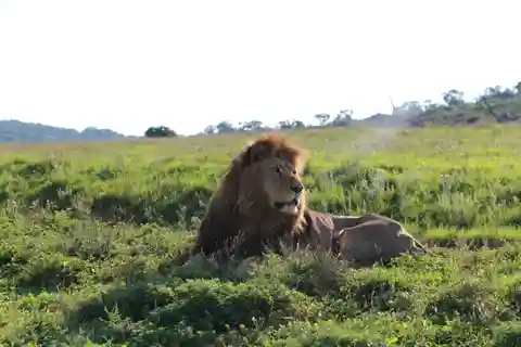 Port Elizabeth: Schotia Private Game Reserve Safari