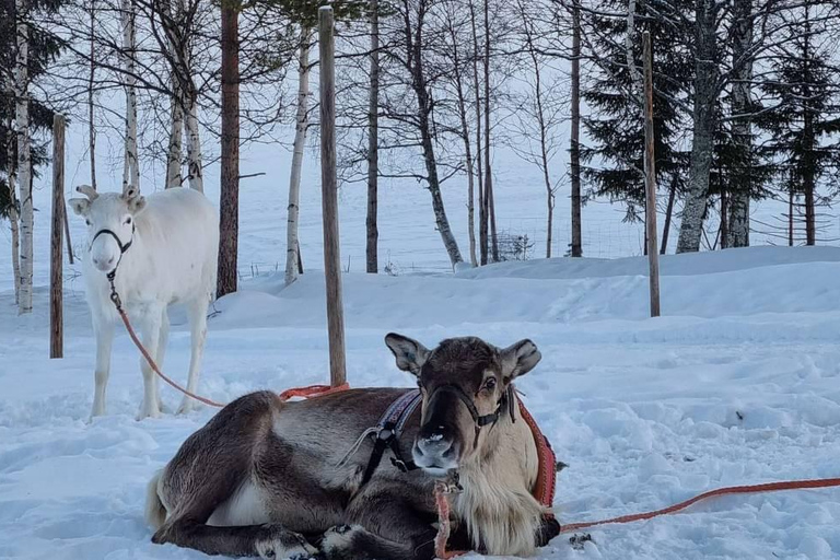 Rovaniemi: Reindeer Farm & Arctic Experience and Photos