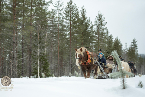 Rovaniemi: Traditional Finnhorse Sleigh Ride and Lunch Rovaniemi: Finnhorse Sleigh Ride, Lunch and transfer