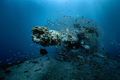 Sunshine Coast: Tauchgang im Schiffswrack der Ex-HMAS Brisbane