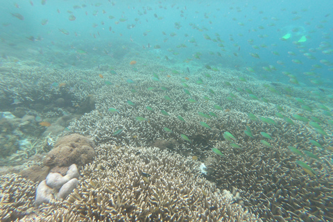 Viagem de 1 dia para mergulho com snorkel em Gili Layar/Gili Gede e Gili Rengit