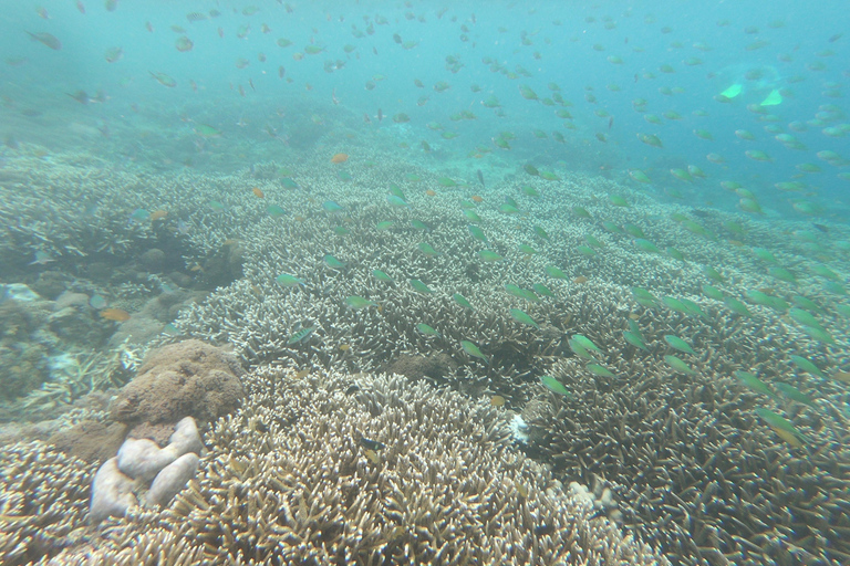 Excursion d&#039;une journée avec plongée en apnée Gili Layar/Gili Gede&amp;Gili Rengit