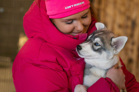 Reykjavík: Husky Kennel Visit with Hot Drinks