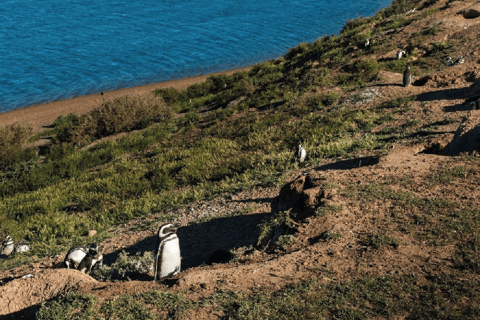 Péninsule de Valdés : Excursion à terre pour les croisiéristes