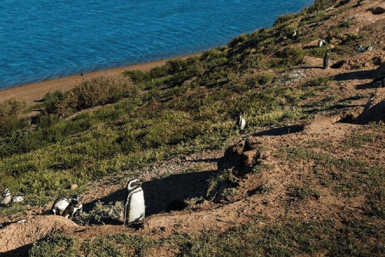 Peninsula Valdés: Landausflug für Kreuzfahrtpassagiere