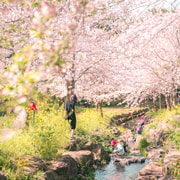 Jeju: Cherry Blossom South & West Day Tour with Hotel Pickup Jeju: Cherry Blossom South & West Day Tour with Hotel Pickup